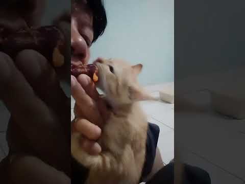 funny cat #shortvideo #cutecat