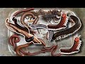 Hunting insects,Giant millipedes#insects #millipede #worldwide #subcribe