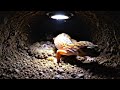 “Watch a Legless Lizard Explore a Hidden Underground World 🐍 | Real POV Discovery”