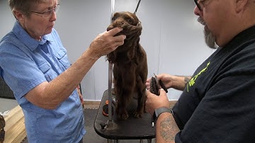 Show Grooming Spaniels, Springers & Setters with - Eric Salas