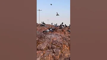 أذكار الصباح جبل الرماة اكسبلور حب النبي يجمعنا تيك توك Love 