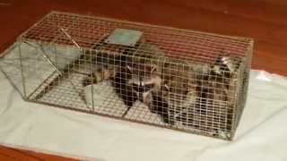 Three Times the Raccoon Fun!  Actually Six Times...