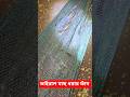 মাছ ধরার ফাঁদ চায়না জাল! #fishing #bd_fishing #traditional_fishing স#shing_fish