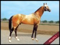 Akhal-Teke Turkmen horses