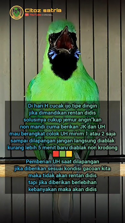 Cucak ijo tipe dingin rentan didis #shorts