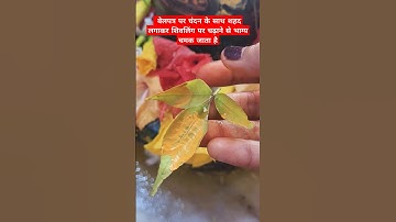 बेलपत्र पर शहद लगाकर शिवलिंग पर चढ़ाने का लाभ #ytshorts #viral #shivpuran #belpatra @bhakti_CLIP92