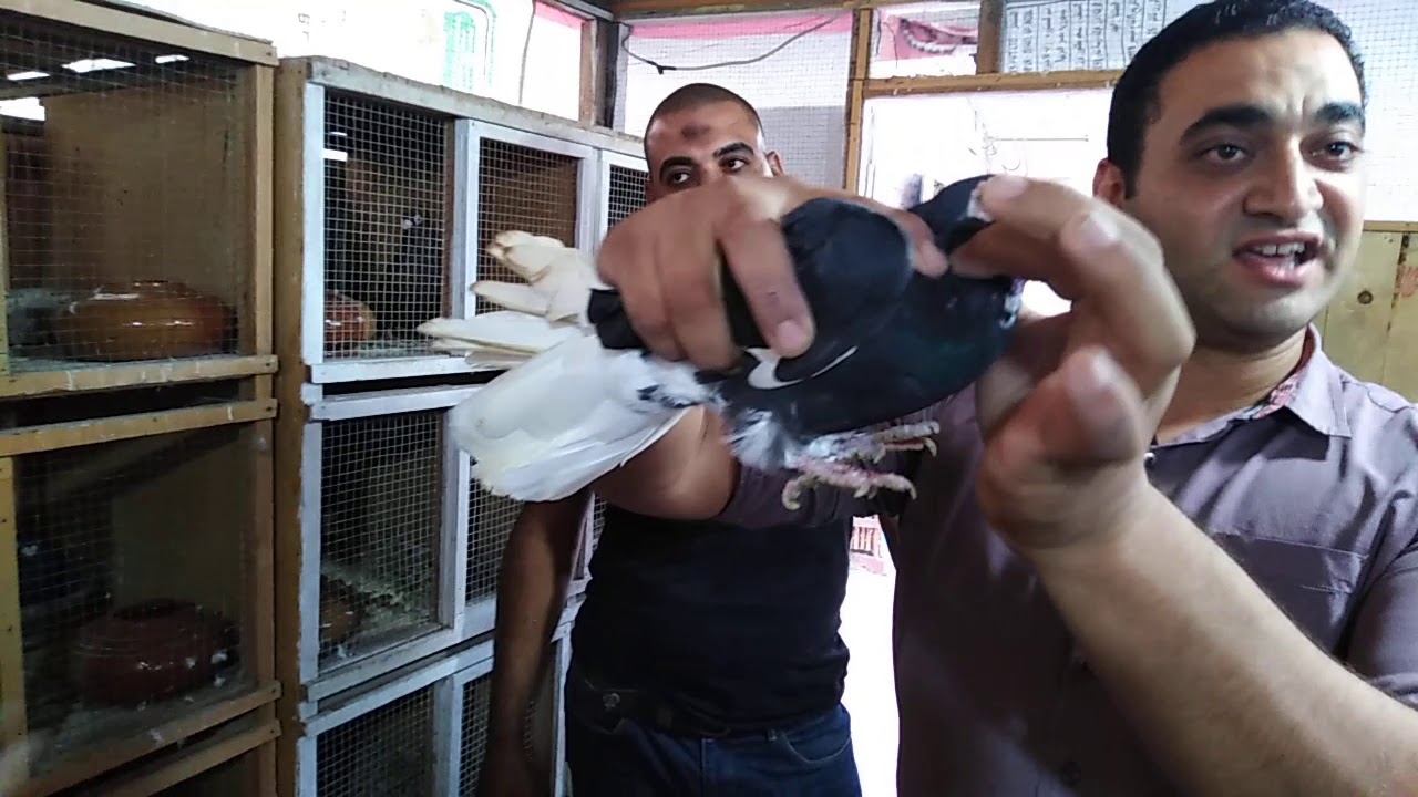 عم الضانى ايكا علم من اعلام اسكندريه واحلى تقليب#احمدماكو والحمام احلى حاجه في الدنيا