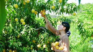 Unlock 13 ways to eat yellow peaches｜黃桃的13種神仙吃法，從罐頭果醬到美味菜餚，記錄黃桃的完美的蛻變過程