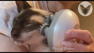 Heaven for cats exists on earth  massage for cat | oriental cats | cat family