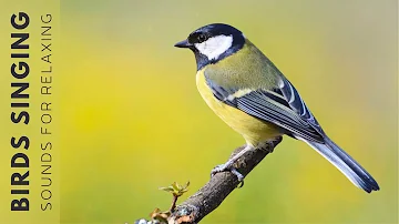 Beautiful Birds Singing Sounds - Relaxing Birds Singing Sounds, Nature Sounds, Reduce Stress