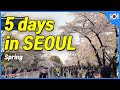 Seoul 5 day itinerary in spring local recommendation  korea travel tips