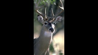 What to know about Chronic Wasting Disease