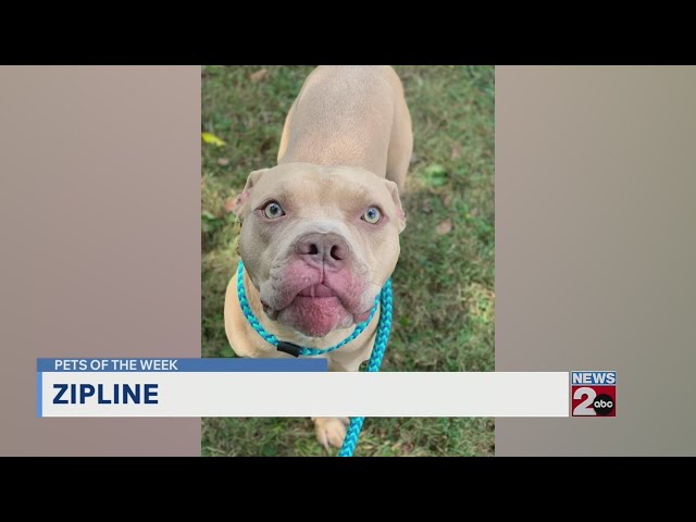 Pets of the Week for Sept. 9, 2026 - YouTube
