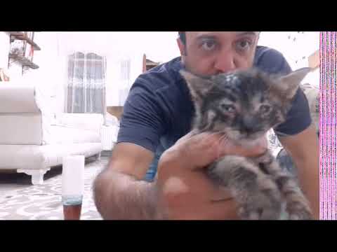 Video: Yavru Kedi Gözleri Nasıl Tedavi Edilir