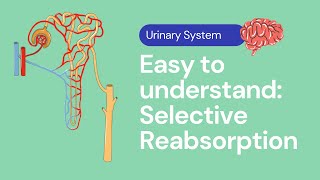 Selective Reabsorption in the Kidney | Excretion