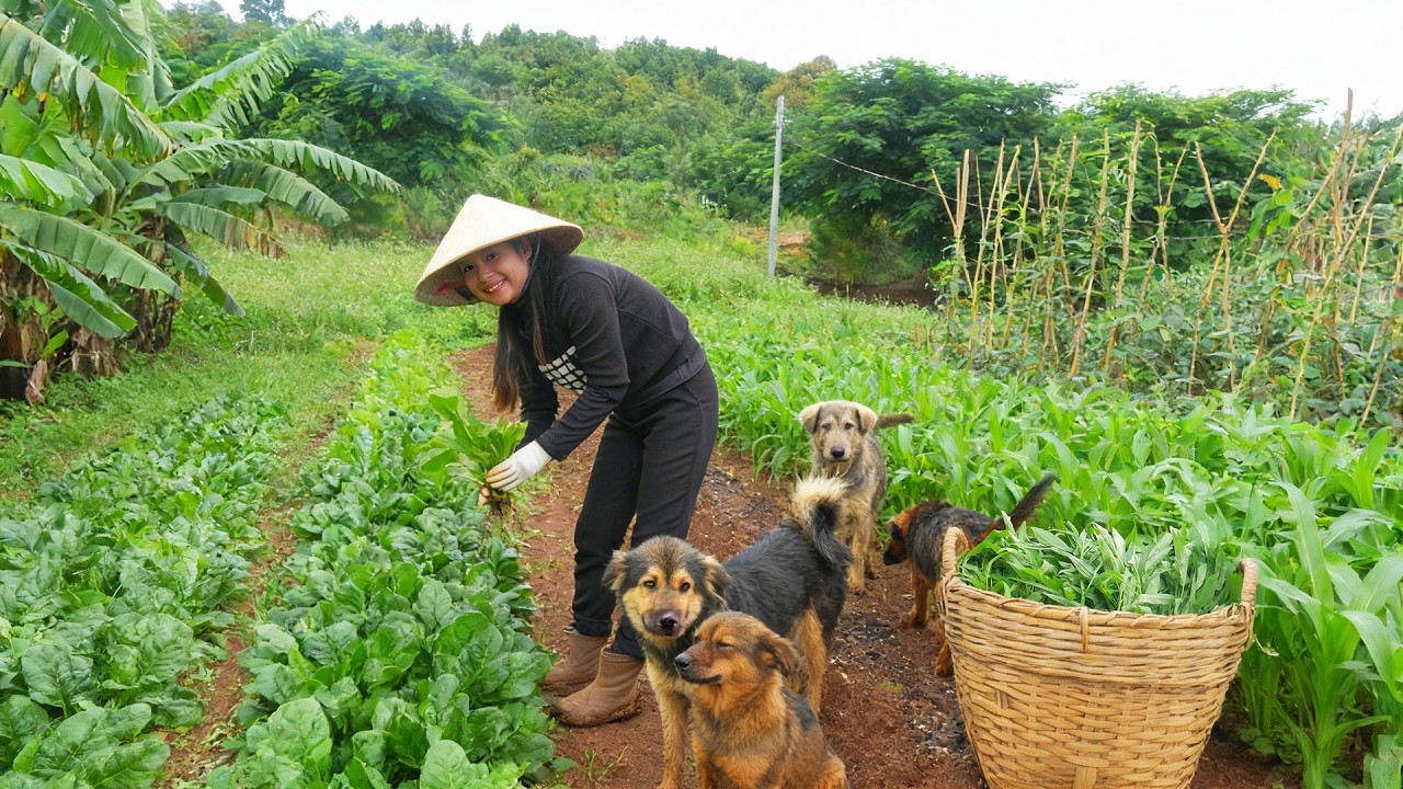 Harvest Water Spinach And Spinach To Sell At The Market – Make Water Spinach Salad With Beef