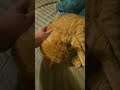 This is my cat Zimba