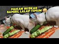 VIRAL.!🤣 Kucing Ini Makan Wiskas Sambil Lalap Mentimun &amp; Sambel Terasi ~ Video Kucing Lucu Terbaru