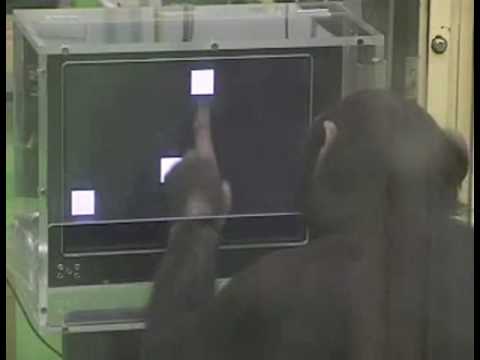 猴子超强记忆实验