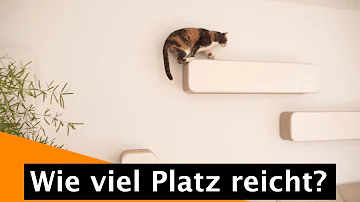 Wie viel qm für 2 wohnungskatzen?