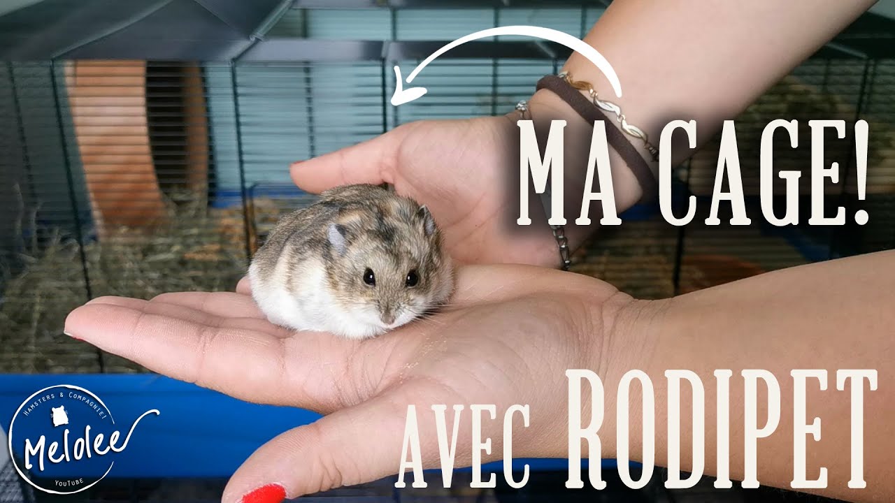 Aménagement Cage Des Futurs Rats ! 