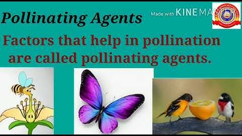 KRSMA#Standard 6 Basic Science Part 7 Chapter 3 Flower To Flower .