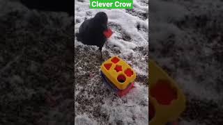 clever crow Information