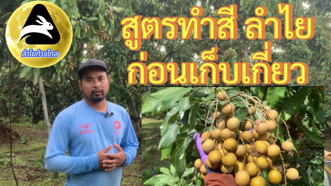 #สูตรทำสีลำไยก่อนเก็บเกี่ยว