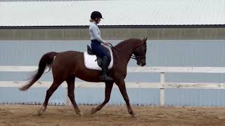 Simon Says 2007 16h Liver Chestnut National Show Horse Gelding - Flatwork video