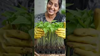 🌱 Easy Beans Planting at Home | Grow Beans Fast! #BeansPlanting #GrowBeans #Gardening #HomeGarden