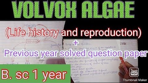 Volvox algae bsc 1 year/Volvox algae/life histroy and reproduction of volvox/volvox algae life cycle