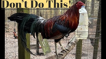 (DONT DO THIS!!) This 1 thing can change your Whole Breeding Program!