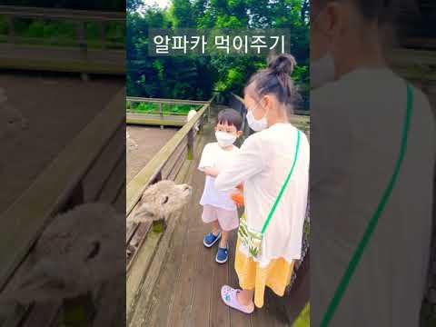<strong>생애</strong> 처음 알파카 먹이주기 #<strong>shorts</strong>