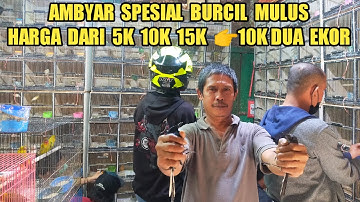 JANGAN SAMPE KEHABISAN ! BURUNG MULUS HARGA MURAH KIOS BAJANG PASAR BURUNG PRAMUKA
