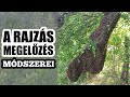 Méhésznapló #32 - Így ELŐZD MEG a rajzást!