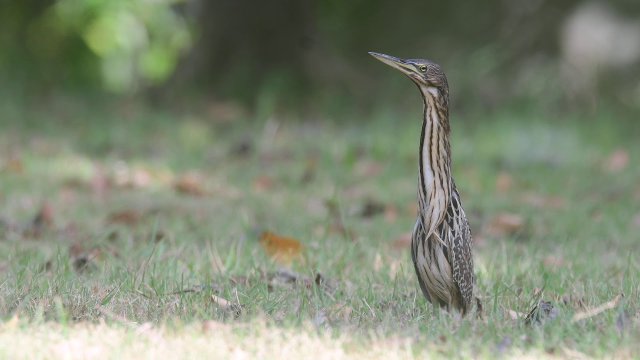紫背苇鳽 Von Schrenck's Bittern sg Jan20 