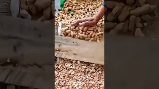 The process of removing the penut outer shells Wealth