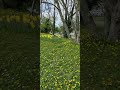 the colours of Yellow