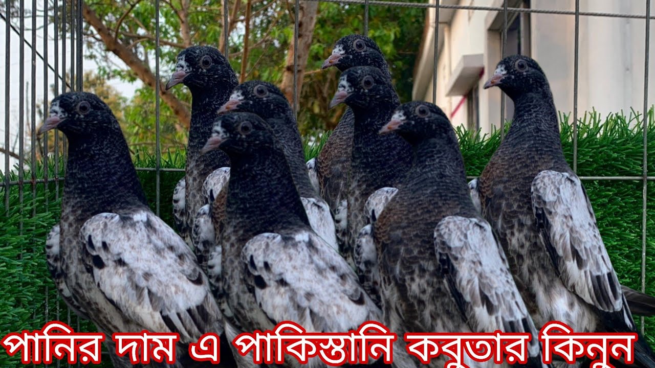 পানির দাম এ পাকিস্তানি কবুতার কিনুন টুনামেন্ট খেলুন গেরান্টি সহকারে নীলদুব্মা গলালাল কেটিএম ওমান 