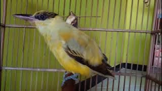 pancingan kepodang agar bunyi || kepodang gacor