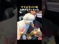 ママよりパパを大好きなワンちゃん