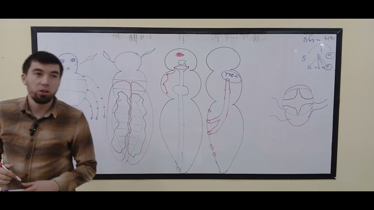 Zoologiya Bo'gim oyoqlilar tipi Hashorotlar sinfi 1 qism