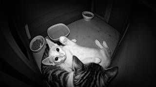 From Day To Night,These Two Stray Cats Finally Found A Place to Settle Down.