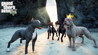 TERMİNATÖR SOKAKLARIN KRALI KEMİKSİZ'LE TANIŞIYOR! - GTA 5 PİTBULL'UN HAYATI