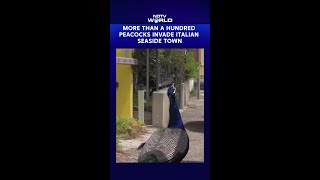 Viral Video | More Than A Thousand Peacocks Invade Italian Seaside Town