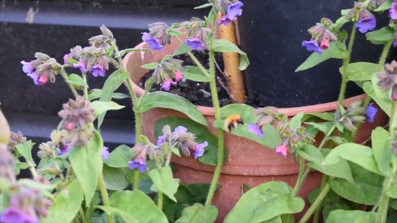 10 Stuart Avenue [part 1/3], 3 May 2020