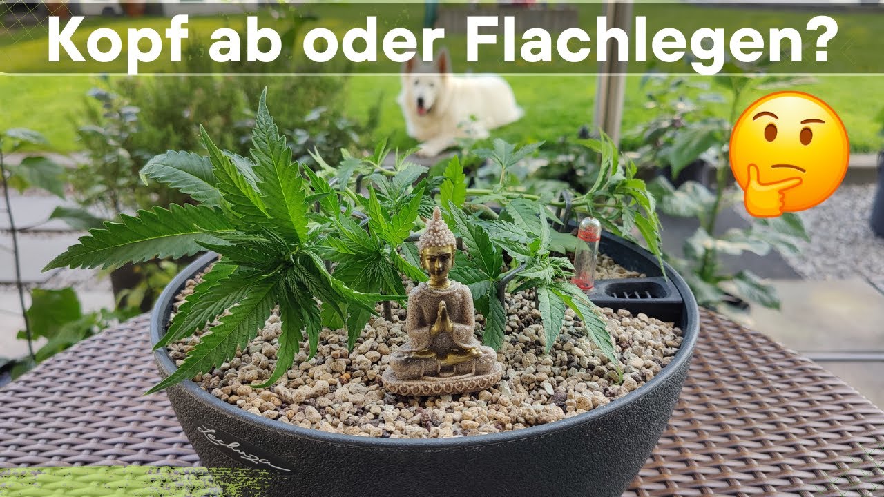 Mini Grow Training zur Blüte mit Cinderella 99 - S01E10