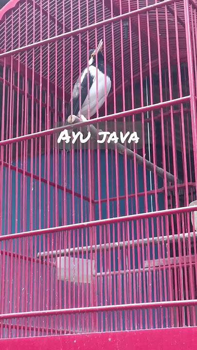 JALAK SUREN ISIAN KAPAS TEMBAK SAMBUNG CILILIN