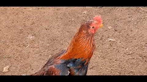 Qhia Txog  Kuv Tus Qaib £J Zoo Li Cas?