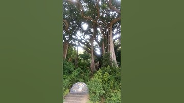 cây đa cổ thụ 1000 tuổi Sơn Trà Đà Nẵng